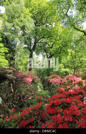 Isabella Plantation, Richmond Park, London, UK. 30th May 2013. The beautiful display of flowering azaleas and rhododendrons in the woodland walk at Isabella Plantation. Credit:  Jubilee Images/Alamy Live News Stock Photo