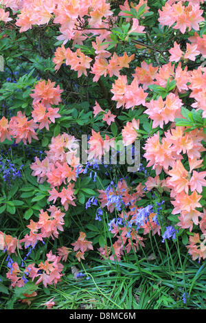 Isabella Plantation, Richmond Park, London, UK. 30th May 2013. A beautiful display of bluebells and azaleas. Credit:  Jubilee Images/Alamy Live News Stock Photo