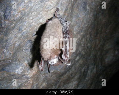 Little brown bat displaying white nose syndrome discovered at greeley mine. Stock Photo