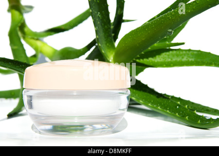 Aloe vera isolated on white Stock Photo