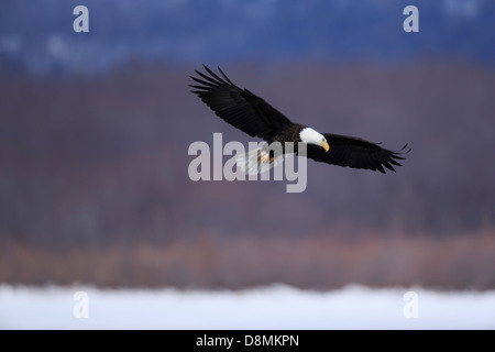 Bald Eagle (Haliaeetus leucocephalus) hunting over the Mississippi River in winter - Minnesota, USA. Stock Photo
