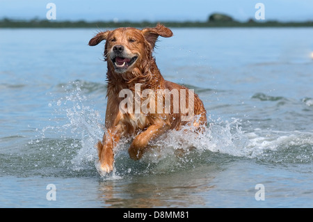 Golden Retriever running in sea along beach, Gabriola, British Columbia, Canada Stock Photo