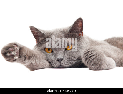 The British cat Stock Photo