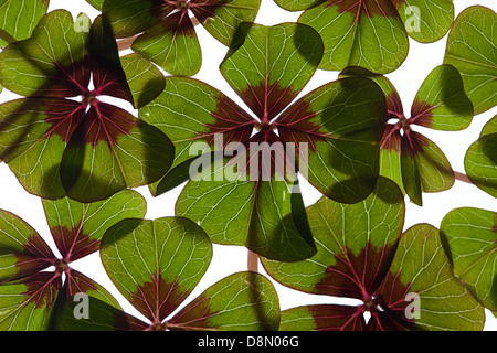 Green four leaved clover on white Stock Photo