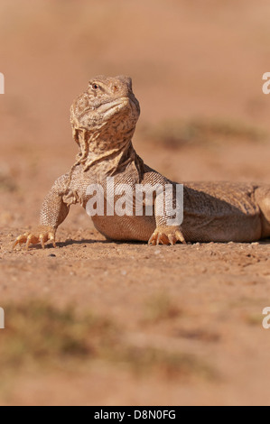 Kuwait Lizard spiny tailed lizard Uromastyx hardwickii on the ground in the desert of ...