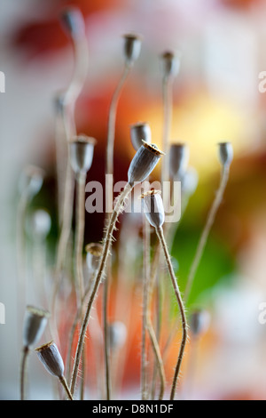 Dried poppy Stock Photo