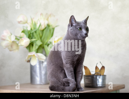 Russian Blue Stock Photo