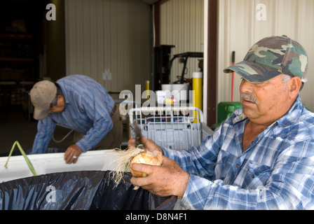 Hispanic man peeling onion at McLeod Farms McBee South Carolina USA Stock Photo