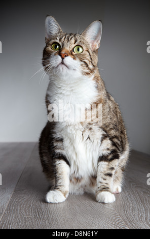 Cat Portrait Stock Photo