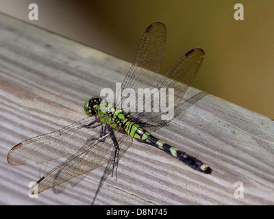 A dragonfly is captured in mid-flight, its wings in motion as it hovers over water or vegetation. The image highlights the insect's agility and delicate features. Stock Photo