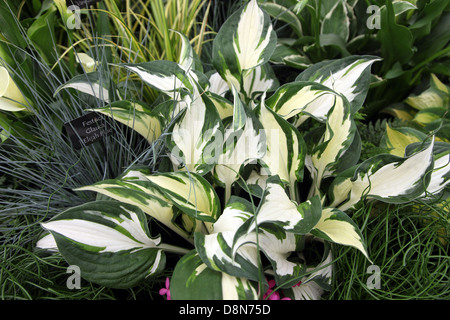 Hosta Fire and Ice, compact variety shown by Mr Middleton Garden Shop at Bloom 2013 Stock Photo