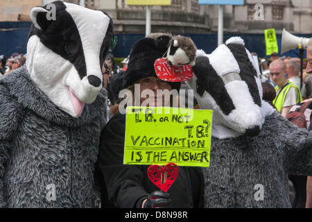 London, UK. 1st June 2013. 2013-06-01 London. Anti-badger cull activists prepare to march in London, protesting against a proposed cull of badgers who are thought to be resoponsible for bovine tuberculosis Credit:  Paul Davey/Alamy Live News Stock Photo