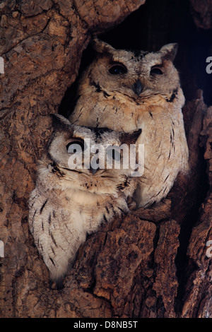 Collared Scops Owl in Ranthambhore National park, Rajasthan, India Stock Photo