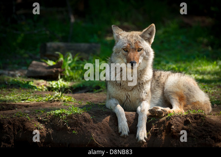 A beautiful North American Coyote (Canis latrans) stares into the camera as it lies on a dirt patch in a Canadian forest. Stock Photo