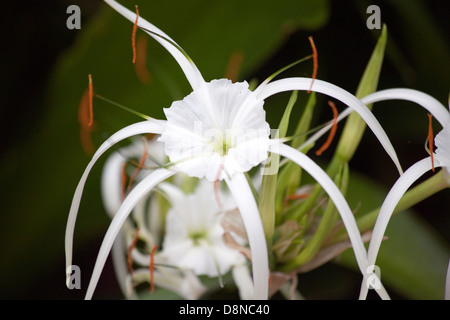A closeup of a Caribbean spider lily plant Stock Photo