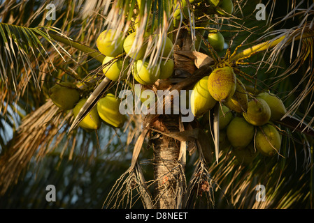 A group of coconuts growing on a palm tree in a tropical location Stock Photo