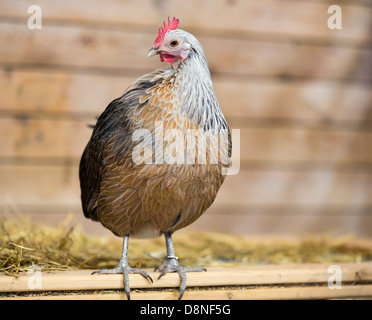 Domestic Chicken, hen, in coup. Stock Photo