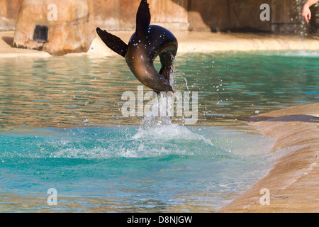 Sea Lion doing flips in the water closeup Stock Photo