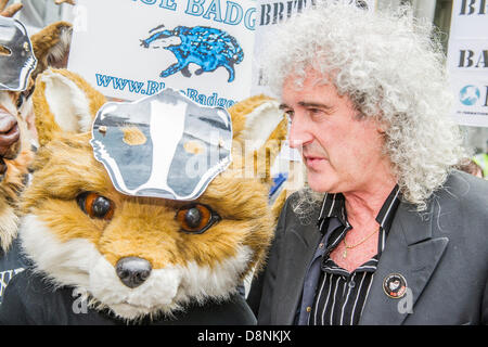 London, UK. 1st June, 2013. Animal rights protestors against the badger cull, that is due to start tomorrow, are lead by Brian May (pictured) and Bill Oddie for a rally and march past DEFRA to the Houses of Parliament. Westminster, London, UK © Guy Bell/Alamy Live News Stock Photo