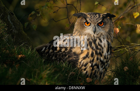 Eagle Owl,, Bubo bubo on a rock and in between vegetation in its natural habitat looking straight in to the camera.