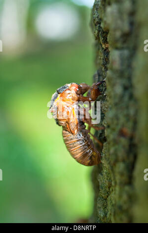 1st June 2013. A brood II cicada (magicicada) is emerging from its nymphal skin in Tenafly, New Jersey, USA. The phenomenon of the 17 year cicadas has not been seen since 1996. They are back in 2013 and vast numbers are predicted along the eastern seaboard of the US. The cicadas survive for 17 years on the fluids of deciduous tree roots before emerging at the same time to break out of their skin and breed. Adult cicadas live for just a few weeks before dropping out of the trees leaving huge piles of carcasses. The new nymphs tunnel underground to complete the cycle. Stock Photo