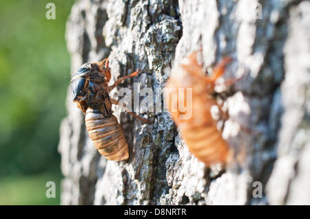 1st June 2013. A brood II cicada (magicicada) is emerging from its nymphal skin in Tenafly, New Jersey, USA. The phenomenon of the 17 year cicadas has not been seen since 1996. They are back in 2013 and vast numbers are predicted along the eastern seaboard of the US. The cicadas survive for 17 years on the fluids of deciduous tree roots before emerging at the same time to break out of their skin and breed. Adult cicadas live for just a few weeks before dropping out of the trees leaving huge piles of carcasses. The new nymphs tunnel underground to complete the cycle. Stock Photo