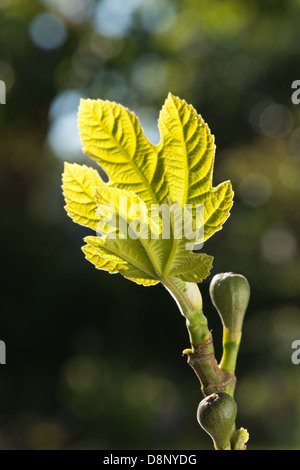 New leaves shoots of fig tree starting to grow at end of branch back lit with out of focus highlights Stock Photo