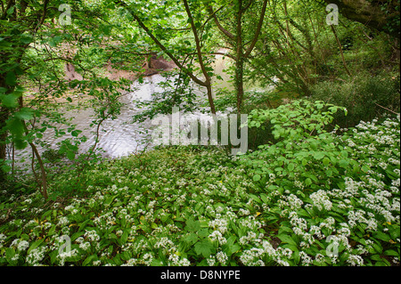Masses of Wild Garlic plants in full bloom flowering beneath canopy of leaves soon to block out light to forest floor Stock Photo
