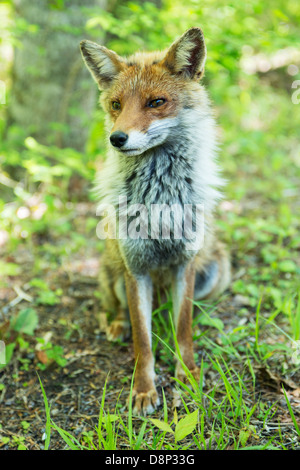 A wild red fox Vulpes vulpes sitting on the forest floor near Karuizawa, Nagano in Japan Stock Photo