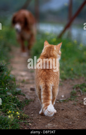 Cat meets dog Stock Photo