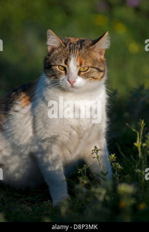 Calico cat sitting in grass looking at camera Stock Photo