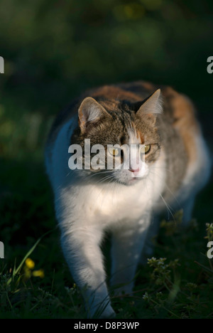 Calico cat stalking in meadow Stock Photo