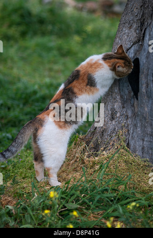 Curious cat peeking into a hole in a tree trunk Stock Photo