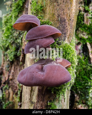 Auricularia auricula-judae also known as Jelly Ear or Jew's Ear. Seen here growing on the branch of an Elder Tree.