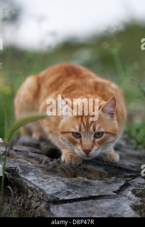 Stalking ginger cat Stock Photo