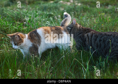 Male cat sniffing at female cat Stock Photo