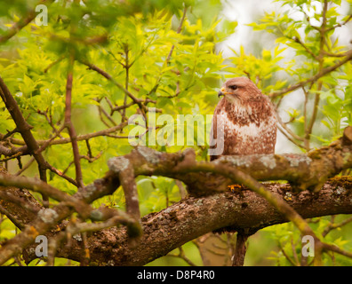 Wild Common Buzzard, Buteo buteo perched in tree Stock Photo