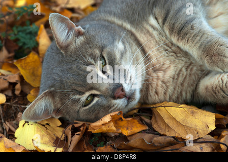 Grey tomcat resting on autumn leaves Stock Photo