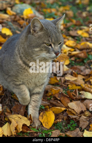 Gray Tabby Cat Stalking through Grass Stock Photo - Alamy