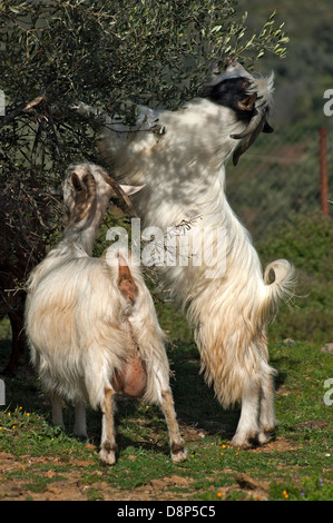 Two goats feeding on olive tree (Greece) Stock Photo