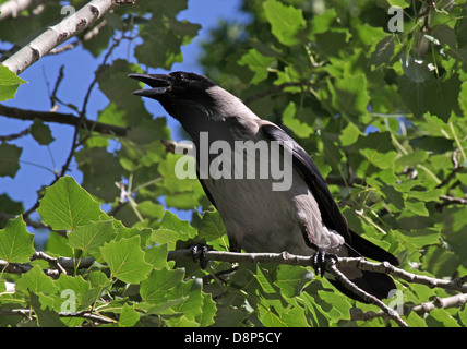 croaking crow on branch of tree Stock Photo