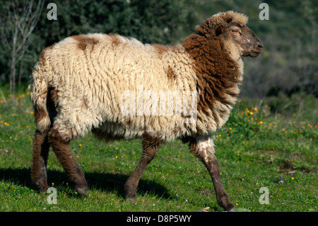 Domestic sheep on meadow (Greece) Stock Photo