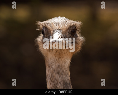 Close up shot of ostrich head looking forward for visitor centres or the concept of denial or burying your head in the sand Stock Photo