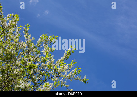 Bird Cherry Blossom (Prunus padus) against blue spring sky Stock Photo