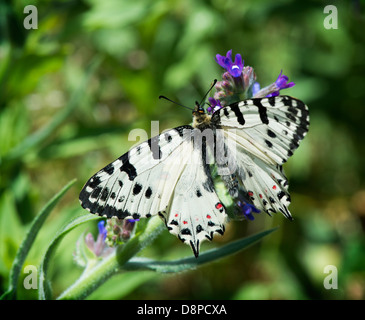 White butterfly with patterns perched on flower Stock Photo