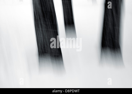 Abstract of trees in Yellowstone National Park Stock Photo