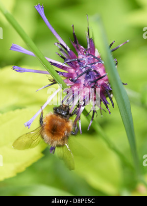 Carder Bumblebee on Cornflower Stock Photo