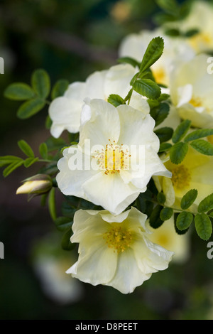 Rosa x Cantabrigiensis. Pale yellow rose portrait. Stock Photo