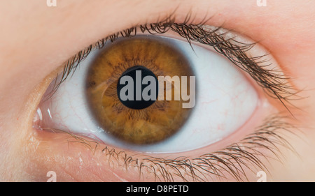 Human eye brown color. Close up studio shot Stock Photo
