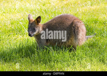 Cute Swamp- or Black Wallaby eating grass Stock Photo